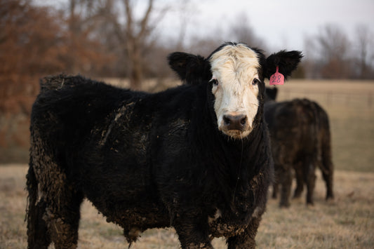 Custom Freezer Beef – 1/8, 1/4, 1/2 & Whole Cow Shares